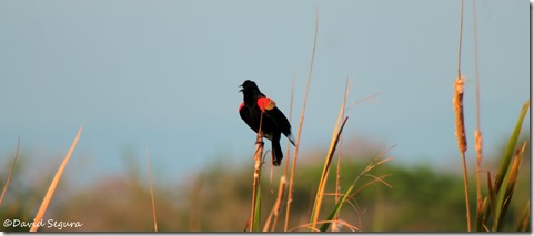 Agelaius phoenicus Agelaius phoenicus