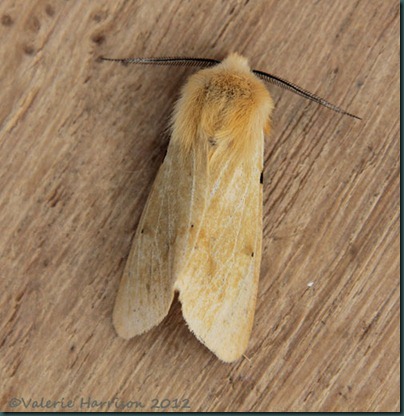 Buff-Ermine Buff-Ermine