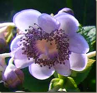 deinanthe caerulea2