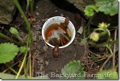 strawberries - The Backyard Farmwife