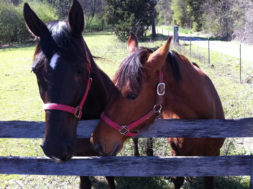 [horses2%255B5%255D.jpg]