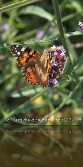 IMG_4115 IMG_4115
