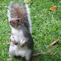 Squirrrel
