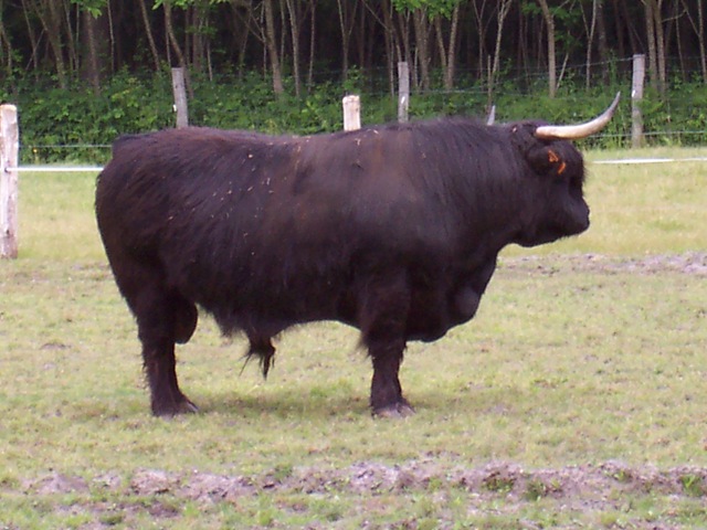 [2004.05.26011aurochs3.jpg]