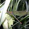 dsc03440.jpg