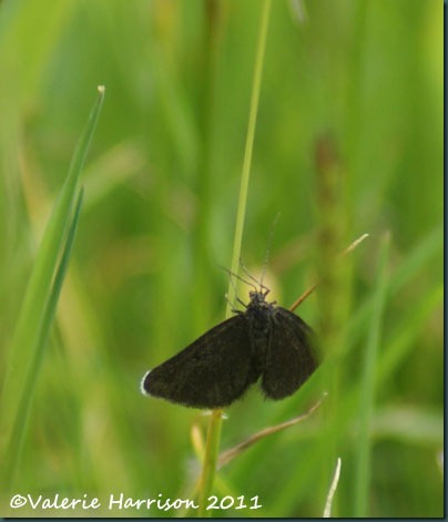 chimney-sweeper