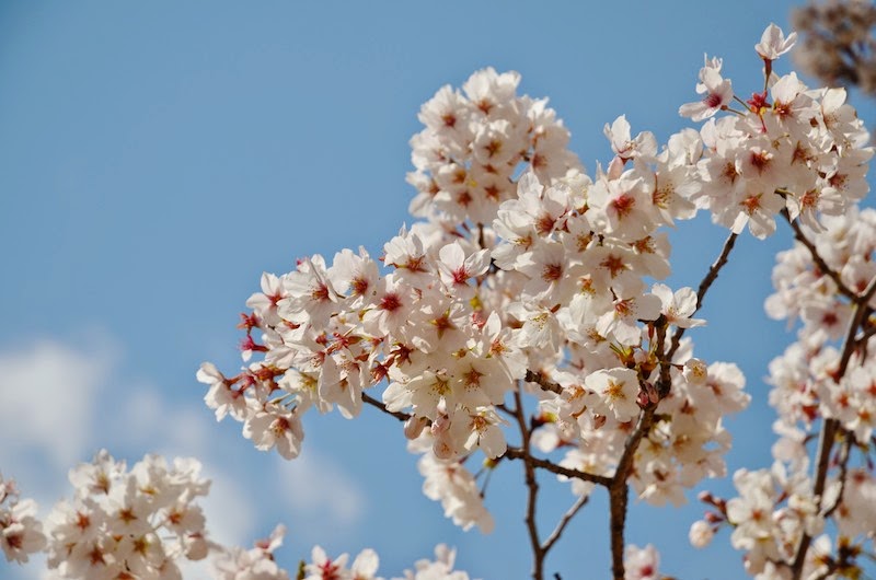 鞍ヶ池公園 愛知県豊田市 でお花見をしてきました やまに 鞍ヶ池公園 愛知県豊田市 でお花見をしてきました やまに