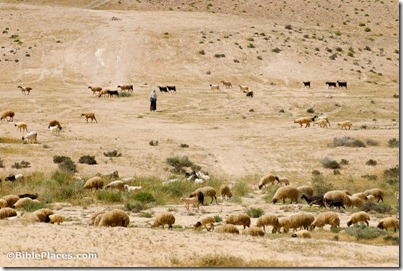 Shepherd with sheep near Sede Boqer, tb042007446