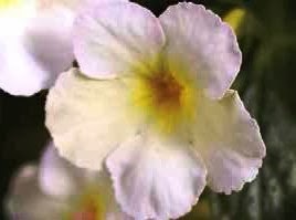 [Achimenes-Golden-butterfly3.jpg]