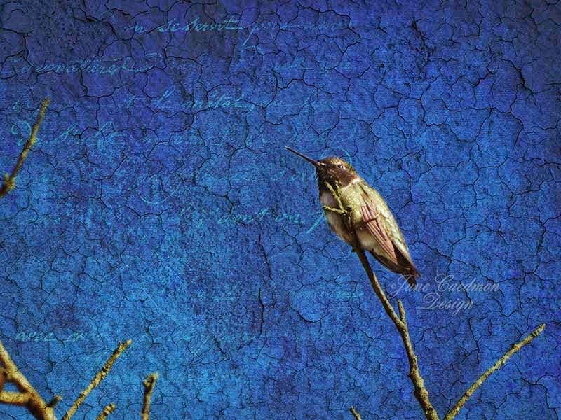 [Hummingbird_PurpleProse%255B3%255D.jpg]