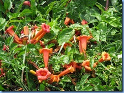 9940 Nashville, Tennessee -orange  flowering vine near our hotel - Trumpet Vine