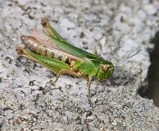 [43-common-green-grasshopper2.jpg]