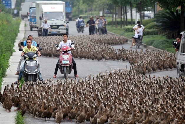 [ducks2.jpg]