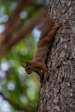 Squirrel - Epe, The Netherlands