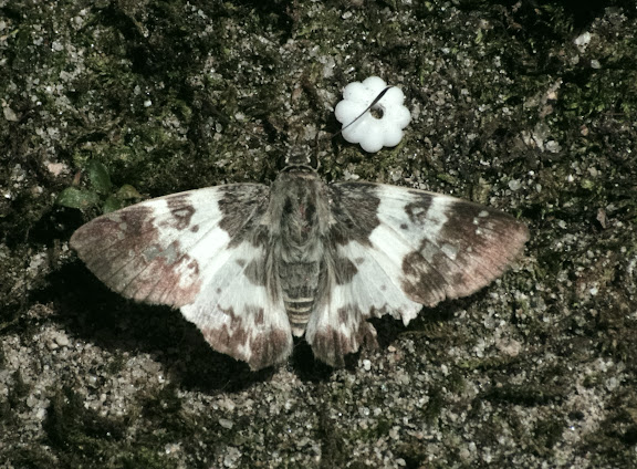 Hesperiidae : Polyctor polyctor PRITTWITZ, 1868. Sertao de Barra do Una (Sao Sebastiao, SP). 17 février 2012. Photo : J.-M. Gayman