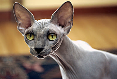 sphynx_1.jpg