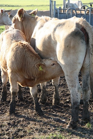 familie