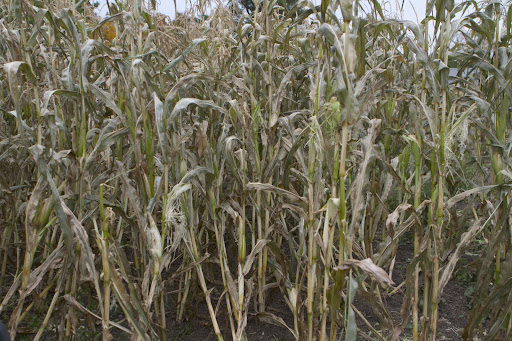 Alas, from the looks of things, the ears didn't have time to mature and we won't have a popcorn harvest this year! However, all is not lost because the chickens will get to much on all of the immature ears. They love corn! Alas, from the looks of things, the ears didn't have time to mature and we won't have a popcorn harvest this year! However, all is not lost because the chickens will get to much on all of the immature ears. They love corn!