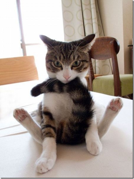 funny-animals-haha-14