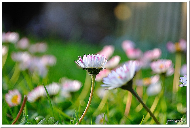 DSC_0696 DSC_0696