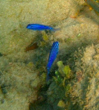 IMG_4008.jpg IMG 4008