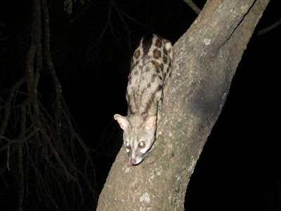 The genet was quite an attention seaker - he really wanted a snack!