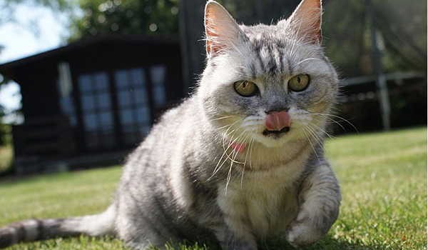 7- O ronronar mais barulhento de um gato doméstico 7- O ronronar mais barulhento de um gato doméstico