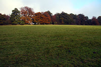 Field of green