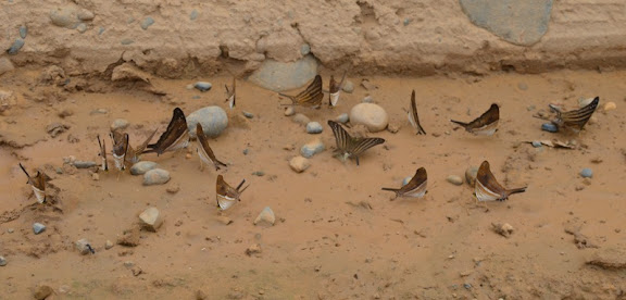 Des Yungas au Beni - Marpesia chiron (FABRICIUS, 1775) mud-pudlant (alt. : 214 m). Piste de Rurrenabaque à Reyes (El Beni, Bolivie), 22 octobre 2012. Photo : C. Basset