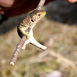 IMG_8850.jpg