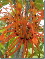 Orange flower close up