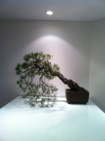 [bonsai5.jpg]