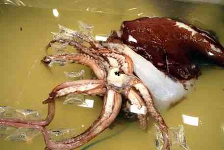 [largest-squid-ever%255B2%255D.jpg]