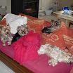 Charlotte, Tomy, Ulysse et Wolf