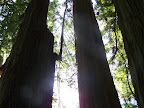 california_sequoia