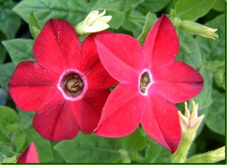 Nicotiana alata vermelha