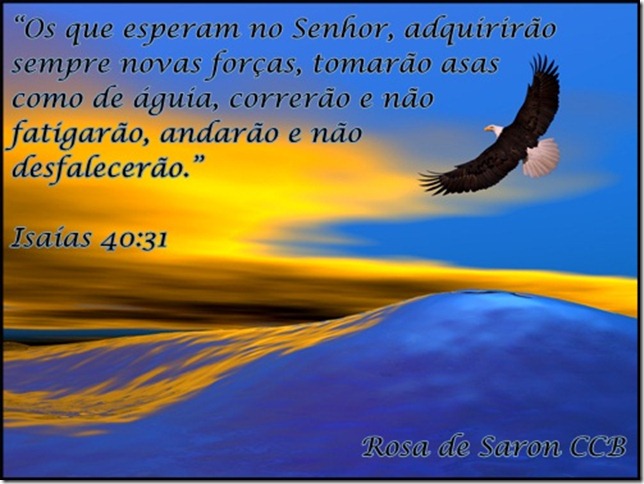 As Devocionais Do Presbitero Janio Santos De Oliveira Renovando As Forcas Como A Aguia As Devocionais Do Presbitero Janio Santos De Oliveira Renovando As Forcas Como A Aguia