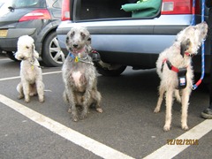 bramble2012 694