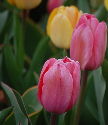 [tulips172.jpg]
