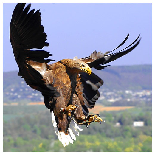 [aguila-en-peligro-de-extincion%255B4%255D.jpg]