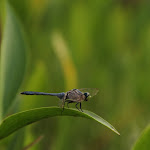 IMG_3470.jpg
