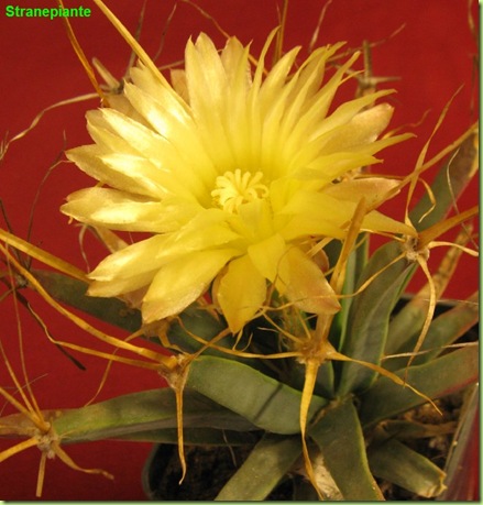 Leuchtenbergia principis flower