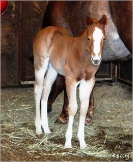 FN 19th Nine Days Old 4