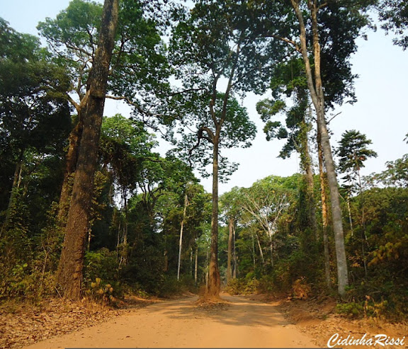 Piste forestière entre Itauba et Marcelândia (Mato Grosso, Brésil), 6 septembre 2010. Photo : Cidinha Rissi