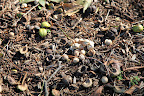 You can't really find these nuts in stores the way you can pecans or walnuts, because of the difficulties in shelling them in large quantities.  It takes about 100 nuts to make a pound of nut meats.