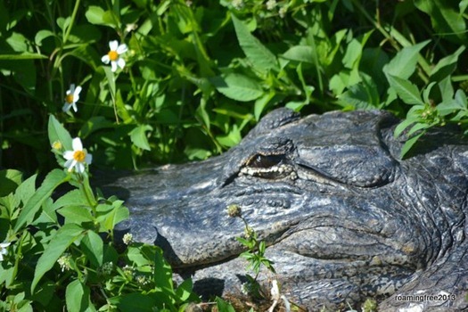 Smelling the wildflowers!