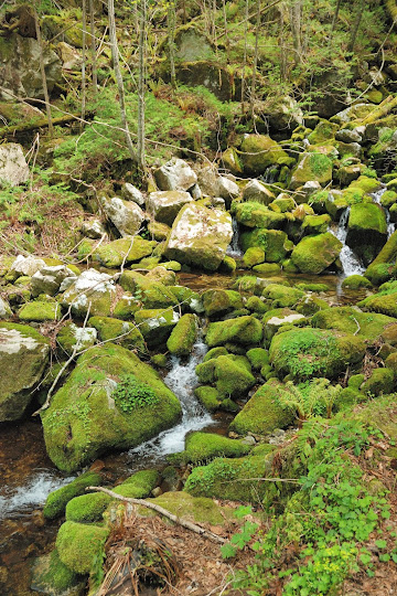 御前山登山道にて