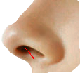 [Nose%255B6%255D.png]