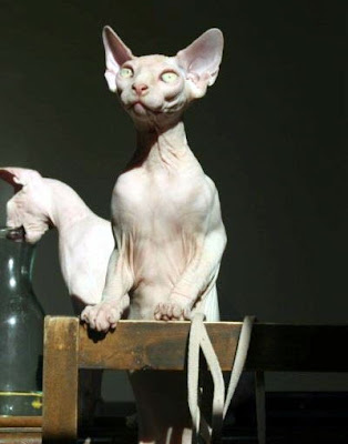 gato-extraterrestre-13.jpg