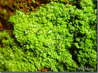 P1200244 P1200244